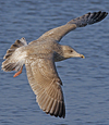 3cy argenteus in January, ringed in the Netherlands. (68274 bytes)