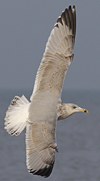 3cy argenteus in January, ringed in the Netherlands. (68274 bytes)