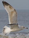 3cy argenteus in January, ringed in the Netherlands. (68274 bytes)