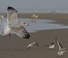 3cy argenteus in January, ringed in the Netherlands. (68274 bytes)