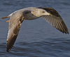 3cy argenteus in January, ringed in the Netherlands. (68274 bytes)