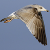 3cy argenteus in January, ringed in the Netherlands. (68274 bytes)