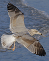 3cy argenteus in January, ringed in the Netherlands. (68274 bytes)