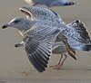 sub-adult argentatus in July, ringed in Russia