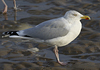sub-adult argentatus in July, ringed in Russia