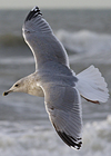 sub-adult argentatus in July, ringed in Russia