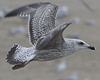 3cy argentatus in January. (80207 bytes)