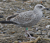 3cy argentatus in January. (80207 bytes)