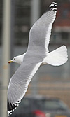 Herring Gull