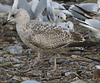 1cy argenteus in August, ringed in Belgium. (90559 bytes)