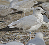 Herring Gull