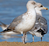 Herring Gull