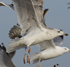 Herring Gull