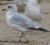 Herring Gull