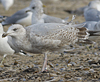 1cy argenteus in August, ringed in Belgium. (90559 bytes)