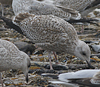 3cy argentatus in January. (80207 bytes)