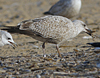 1cy argenteus in August, ringed in Belgium. (90559 bytes)