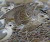 1cy argenteus in August, ringed in Belgium. (90559 bytes)