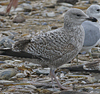 3cy argentatus in January. (80207 bytes)