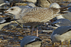 1cy argenteus in August, ringed in Belgium. (90559 bytes)