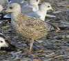 1cy argenteus in August, ringed in Belgium. (90559 bytes)
