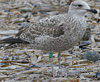 3cy argentatus in January. (80207 bytes)
