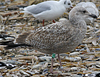3cy argentatus in January. (80207 bytes)