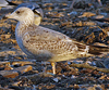 1cy argenteus in August, ringed in Belgium. (90559 bytes)