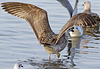 1cy argenteus in August, ringed in Belgium. (90559 bytes)