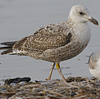 3cy argentatus in January. (80207 bytes)