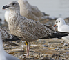 3cy argentatus in January. (80207 bytes)