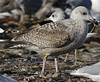 Herring Gull