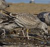 Herring Gull