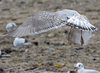 3cy argentatus in January. (80207 bytes)