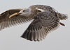 3cy argentatus in January. (80207 bytes)