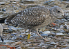 Herring Gull