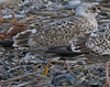 Herring Gull