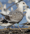 3cy argentatus in January. (80207 bytes)