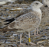 Herring Gull