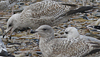 Herring Gull