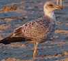 Herring Gull