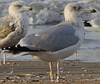 Herring Gull