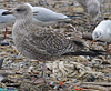 3cy argentatus in January. (80207 bytes)