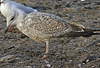 3cy argentatus in January. (80207 bytes)