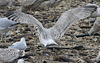 3cy argentatus in January. (80207 bytes)