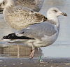 Herring Gull