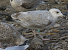 1cy argenteus in August, ringed in Belgium. (90559 bytes)