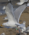 1cy argenteus in August, ringed in Belgium. (90559 bytes)