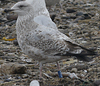 3cy argentatus in January. (80207 bytes)