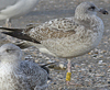 1cy argenteus in August, ringed in Belgium. (90559 bytes)